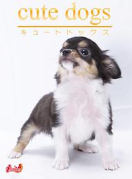 cute dogs11 チワワ