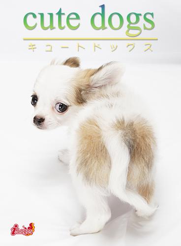 cute dogs12 チワワ