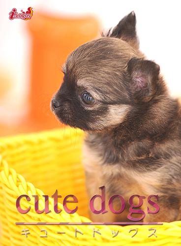 cute dogs13 チワワ