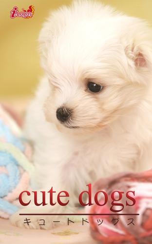 cute dogs32 マルチーズ