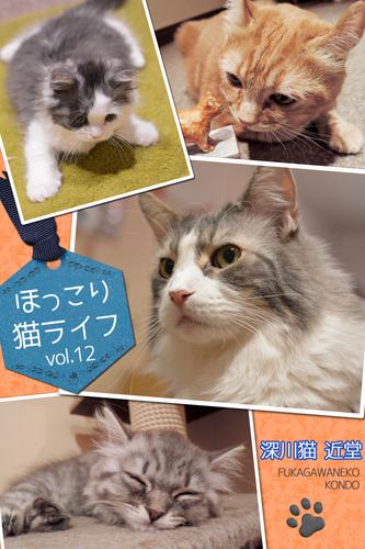 ほっこり猫ライフ　vol.12