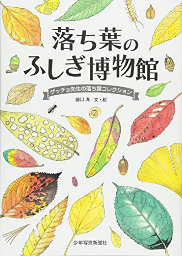 落ち葉のふしぎ博物館―ゲッチョ先生の落ち葉コレクション