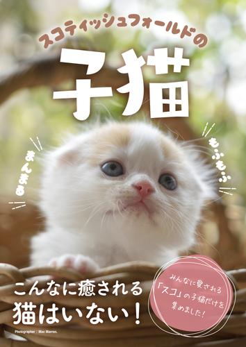 スコティッシュフォールドの子猫