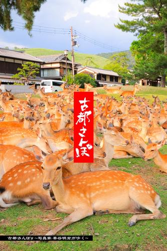 古都さんぽ8 ～写真家 茶谷明宏がゆく～