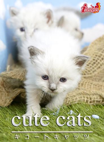 cute cats10 バーマン