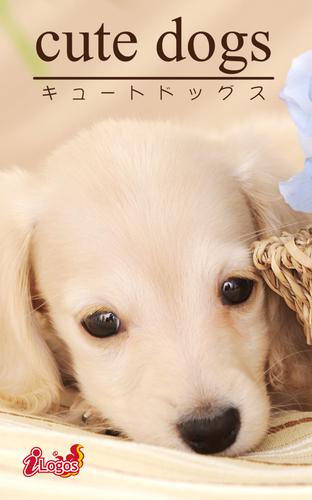 cute dogs27 ダックスフンド