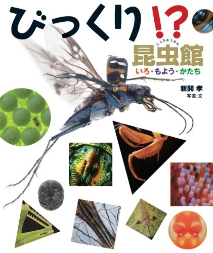 びっくり！?昆虫館 いろ・もよう・かたち